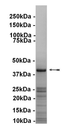 Eurofins DiscoverX PKA Protein, Recombinant 10 &mu;g | Buy Online | Eurofins DiscoverX | Fisher Scientific